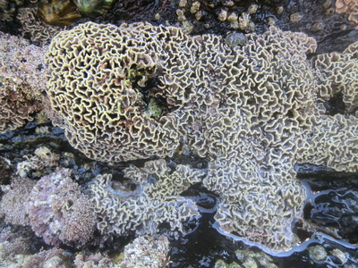 Lithophyllum byssoides